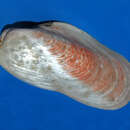 Modiolus albicostus resmi