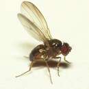 Image of Drosophila tristis Fallen 1823