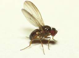 Image of Drosophila tristis Fallen 1823