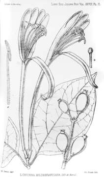 Image of Lonicera hildebrandiana Collett & Hemsl.