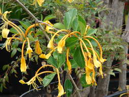 Image of Lonicera hildebrandiana Collett & Hemsl.