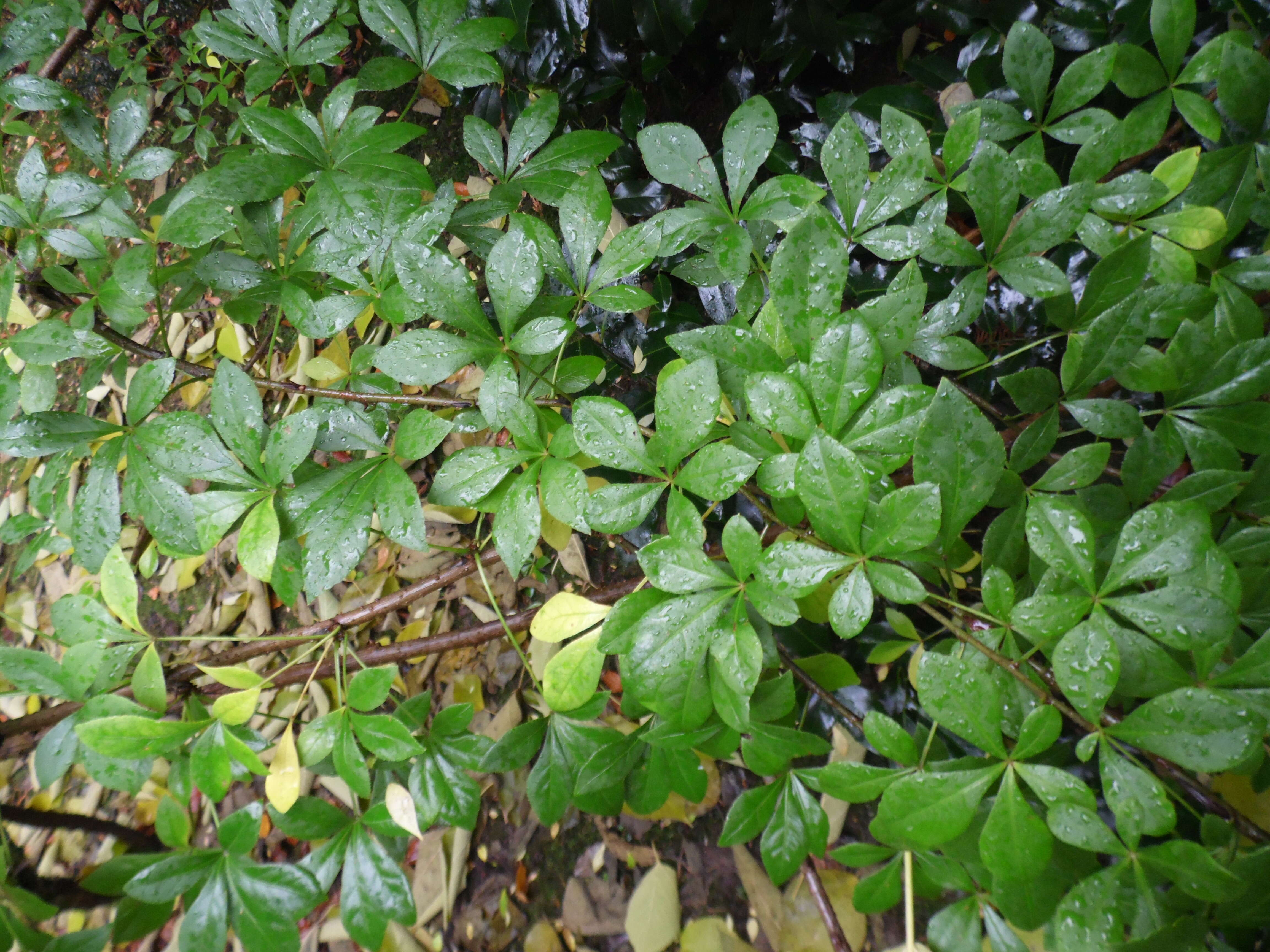 Image of Eleutherococcus nodiflorus (Dunn) S. Y. Hu