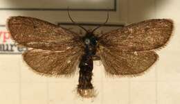 Image of Lypusa