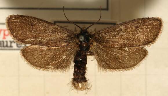 Image of Lypusa