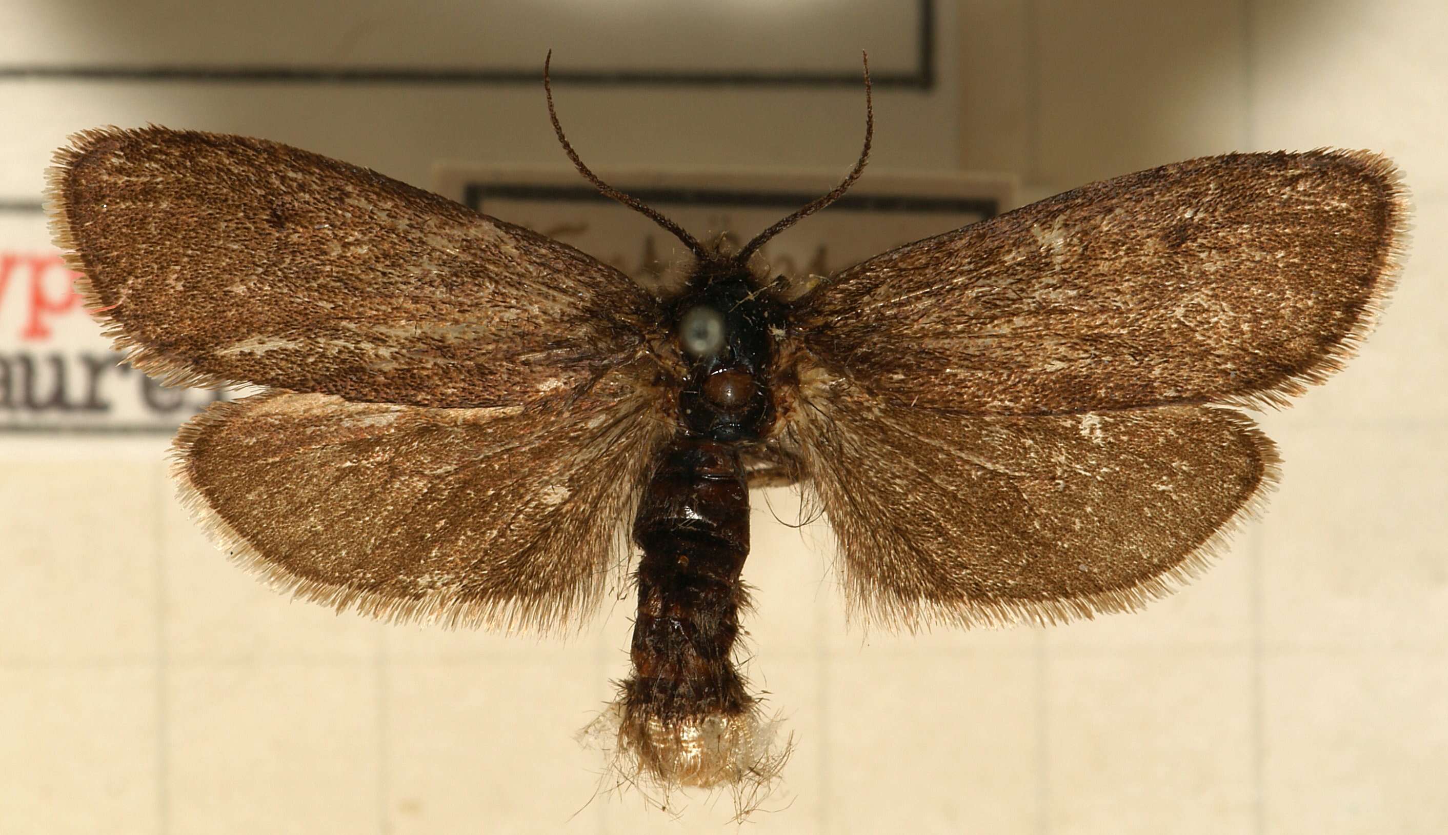 Image of Lypusa