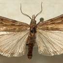 Seeboldia korgosella Ragonot 1887 resmi