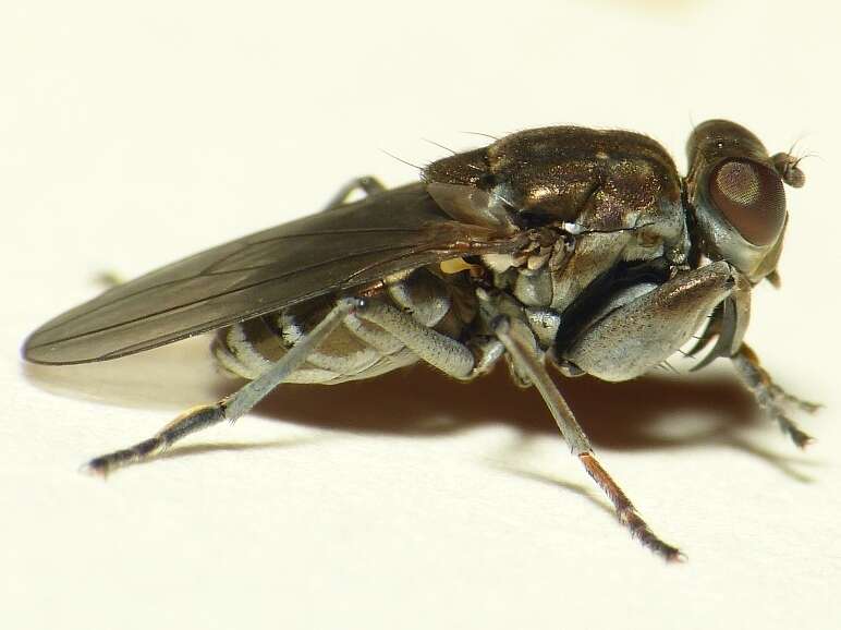 Image de Ochthera mantis (De Geer 1776)
