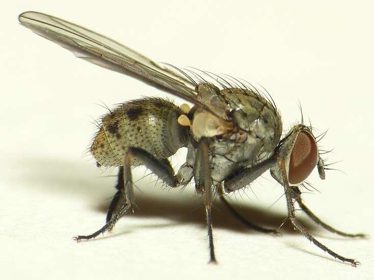 Image of Tiger Fly
