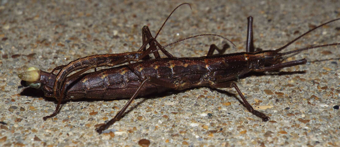 Image of Northern Two-striped Walkingstick