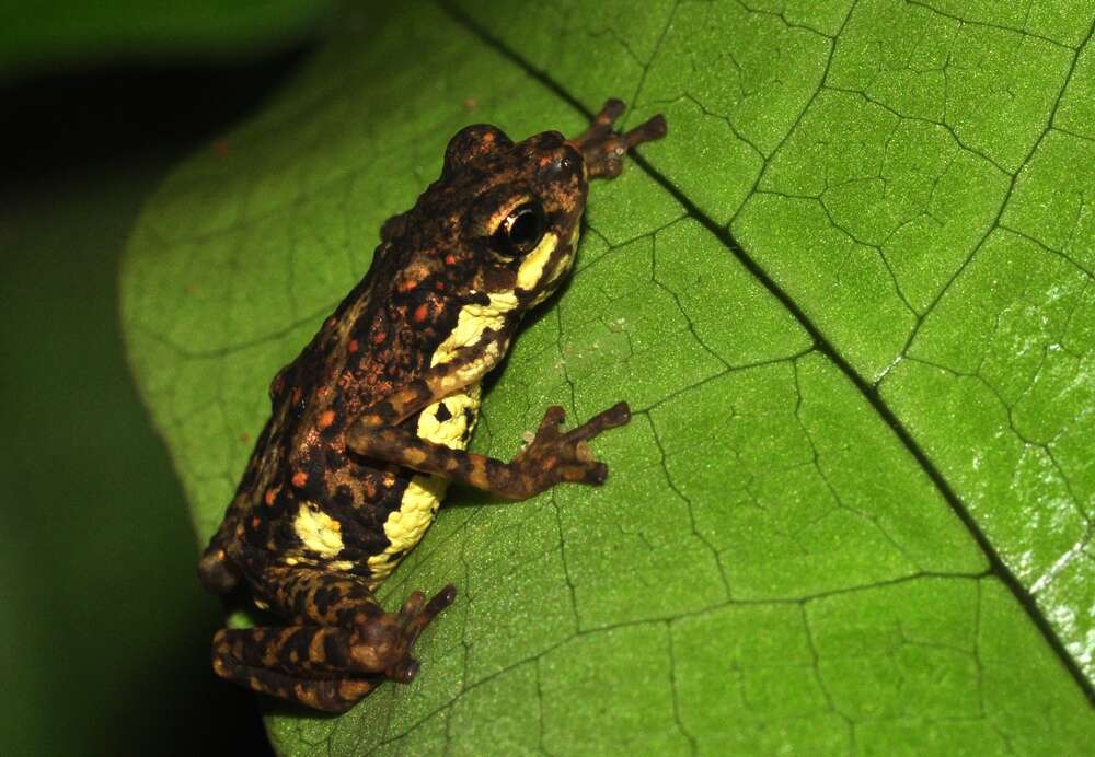 Слика од Pelophryne brevipes (Peters 1867)