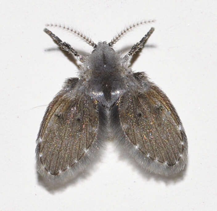 Image of Clogmia albipunctata