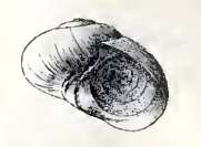 Image de Dillwynella modesta (Dall 1889)