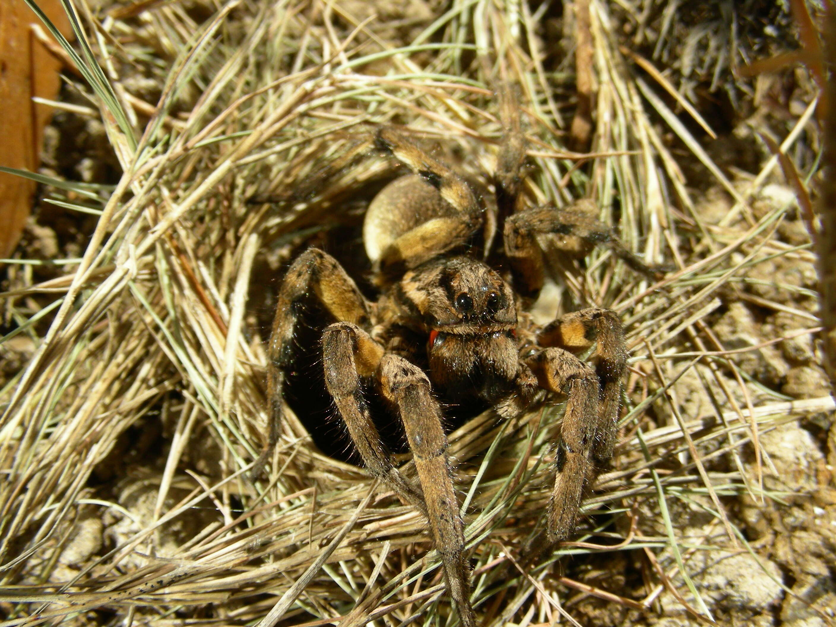 Imagem de Lycosa narbonensis