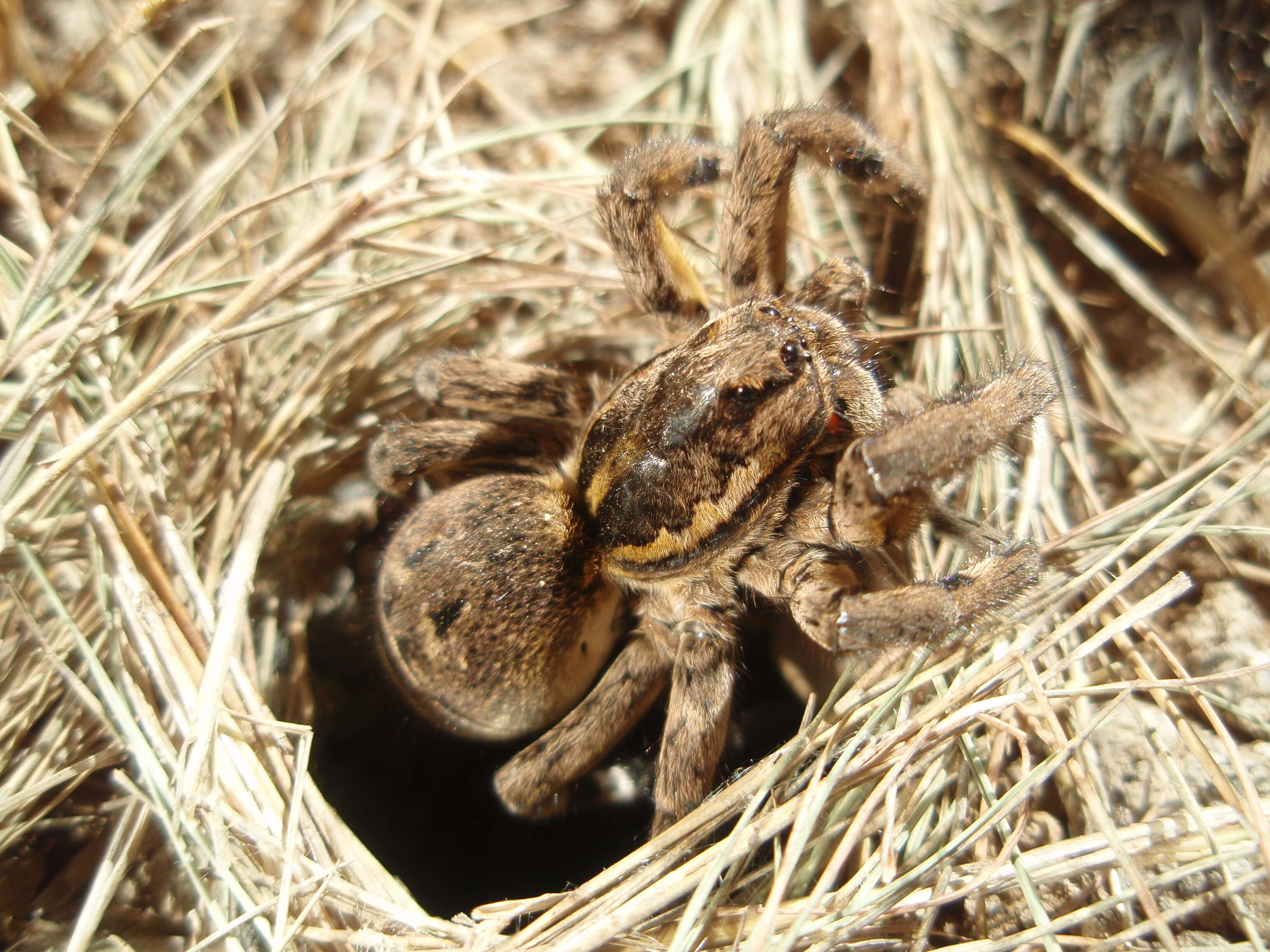 Imagem de Lycosa narbonensis