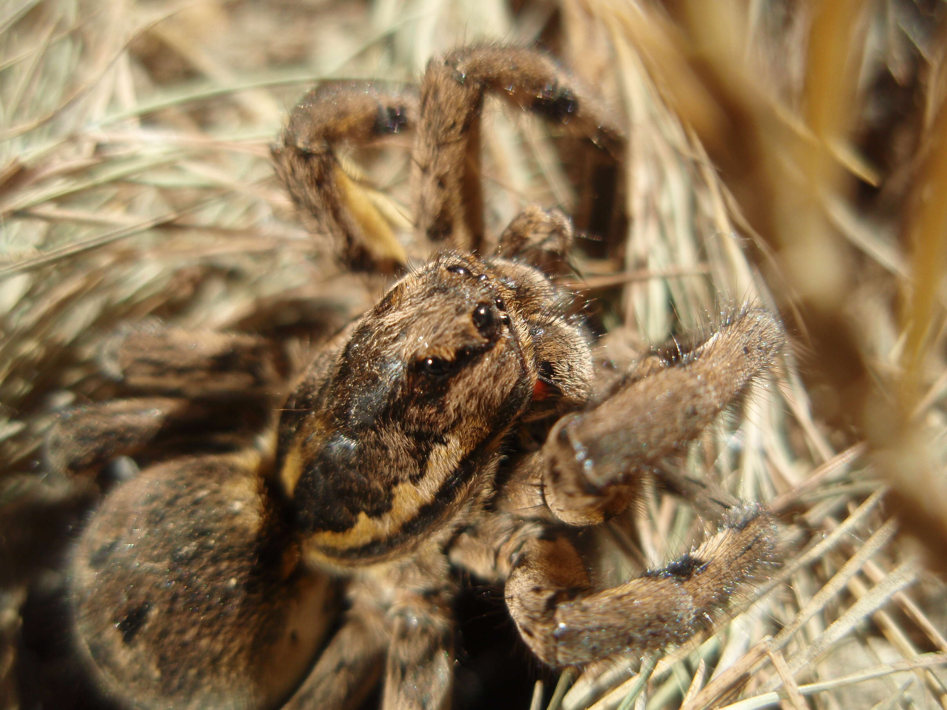 Imagem de Lycosa narbonensis