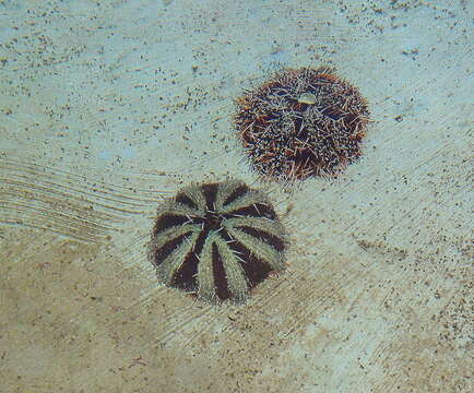 Image of Collector urchin