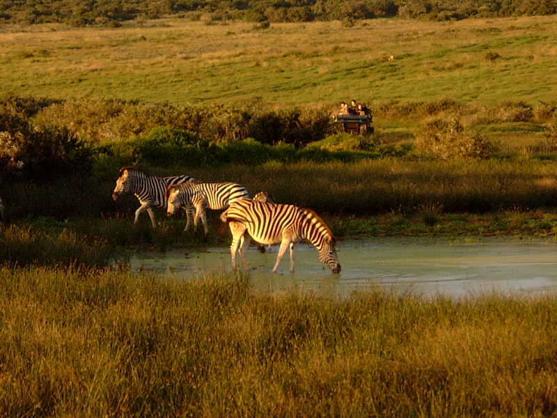 Image of Chapman's zebra