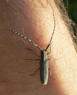 Image of Agapanthia maculicornis (Gyllenhal 1817)