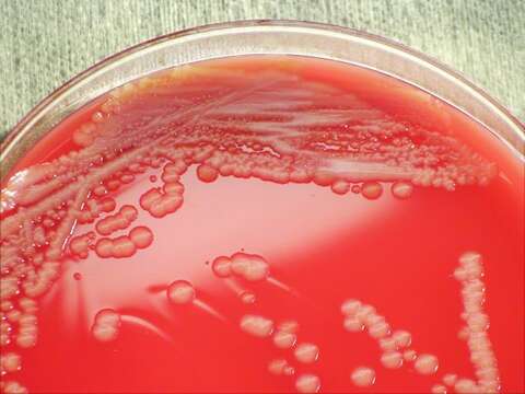 Bacillus megaterium resmi