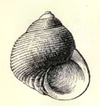 Image of Haplocochlias compactus (Dall 1889)