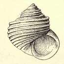 Image of Haplocochlias bellus (Dall 1889)