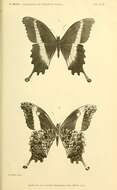 Sivun Papilio leucotaenia Rothschild 1908 kuva