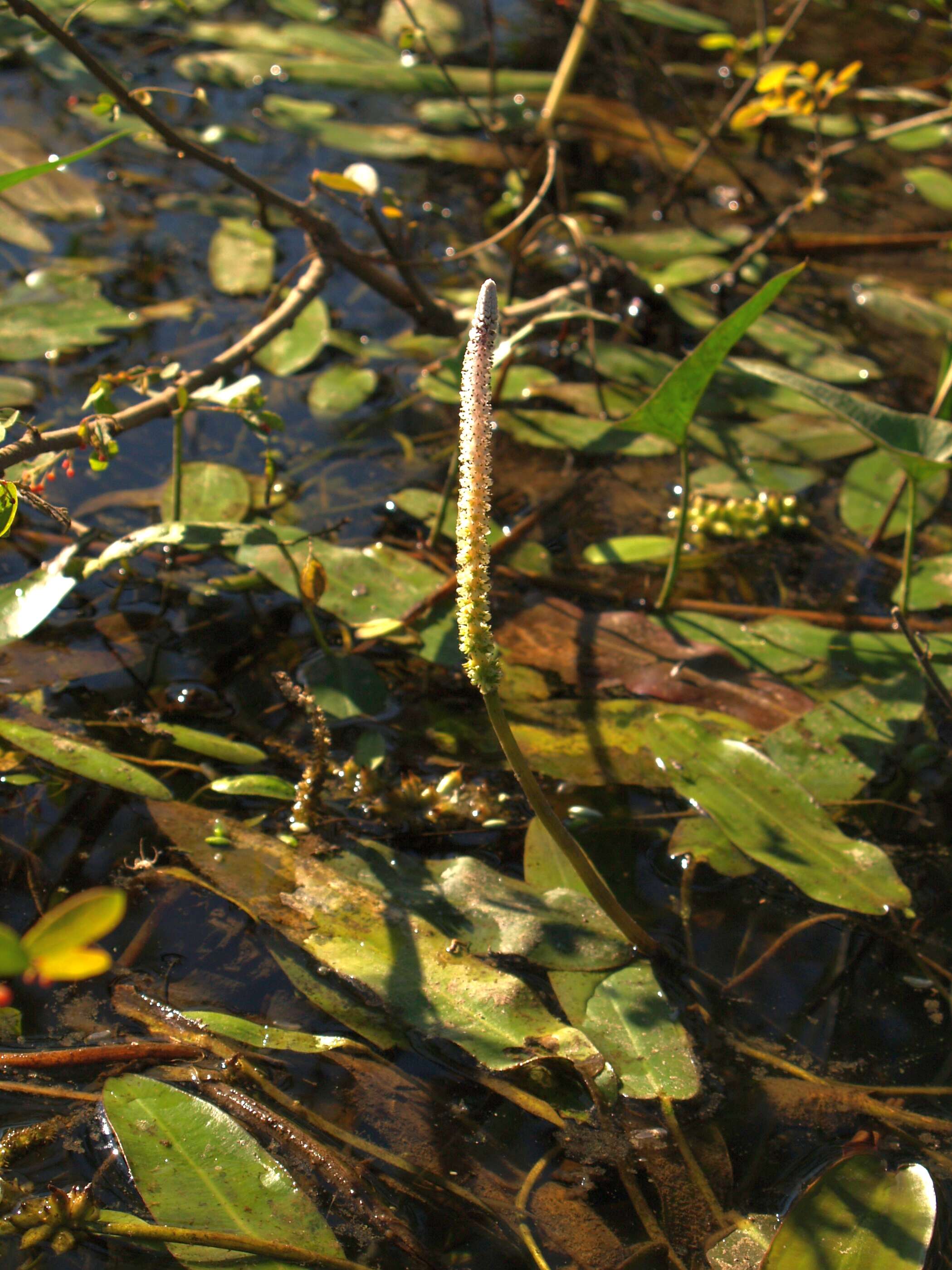 Image of Drifting Sword Plant