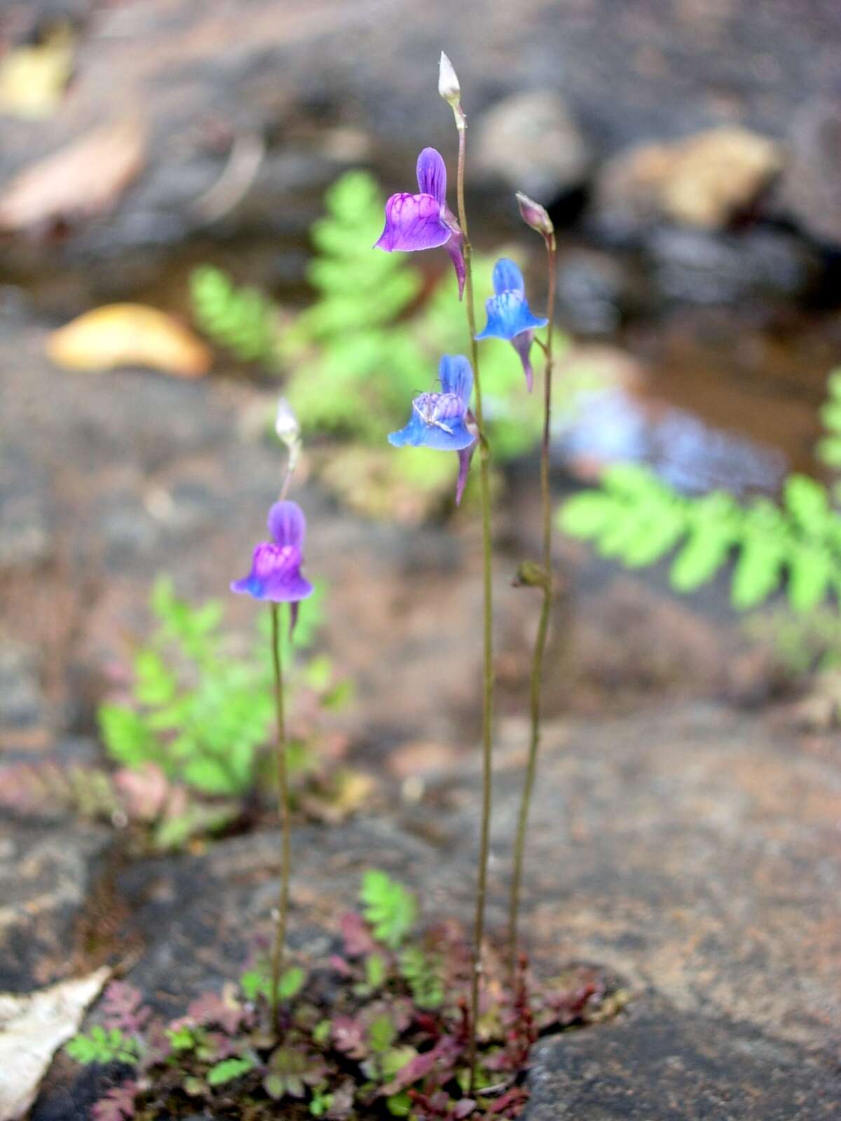 Image of bladderwort