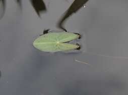 Image of Sagittaria natans Pall.