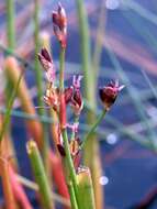 Juncus heterophyllus Dufour resmi