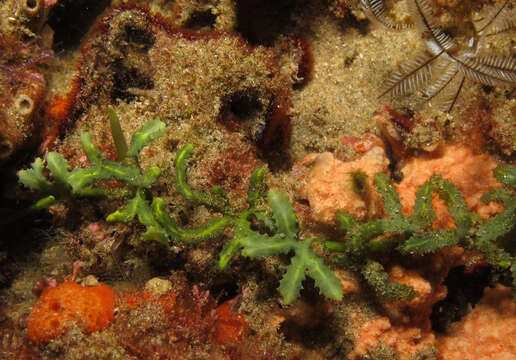 Image of Sawblade Caulerpa