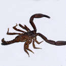 Image de Euscorpiops montanus Karsch 1879