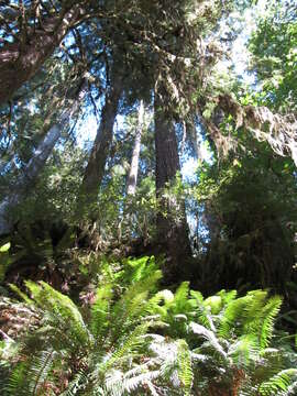 Image of western swordfern