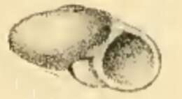 Image of Leucorhynchia crossei (Tryon 1888)