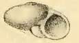 Image of Leucorhynchia crossei (Tryon 1888)
