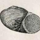 Image of Leucorhynchia lirata (E. A. Smith 1872)