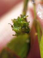 Image of little-leaf pondweed