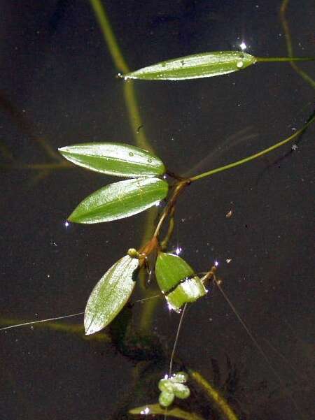 Image of little-leaf pondweed