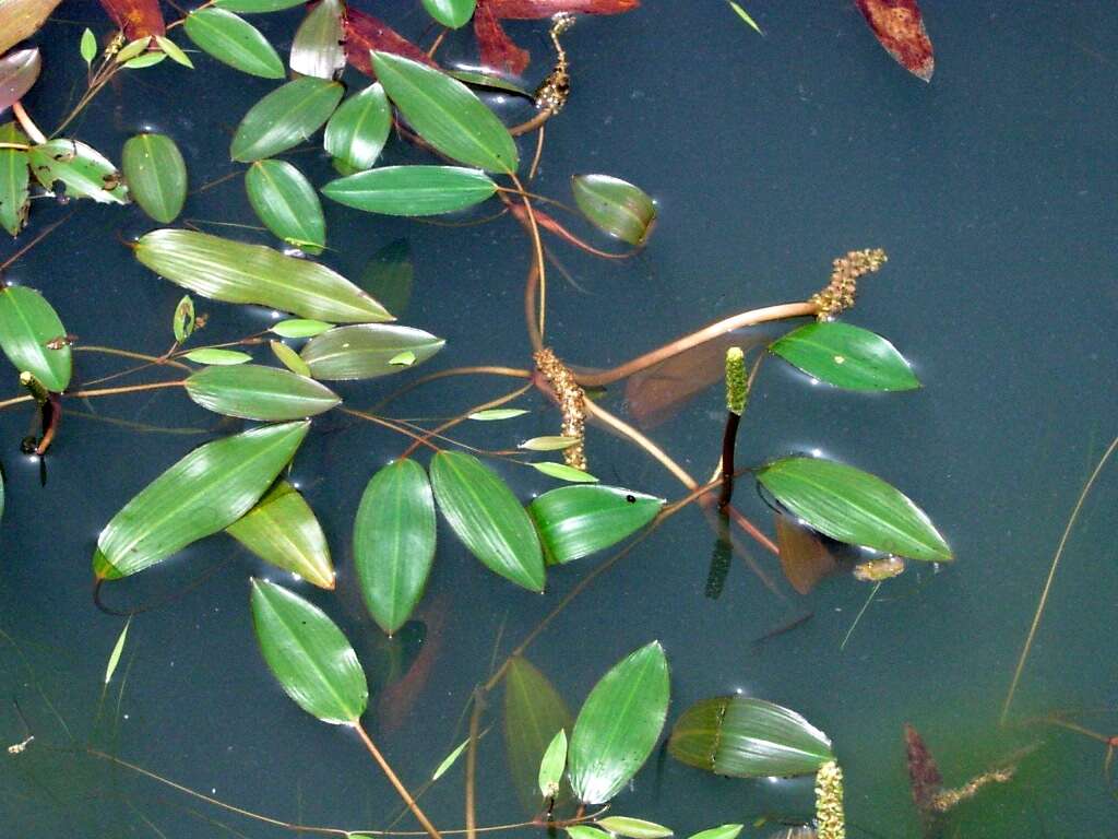 Image of pondweed