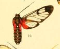 Image of Cosmosoma cardinale