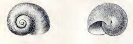 Image of Leucorhynchia punctata (Jousseaume 1872)