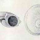 Image of Leucorhynchia tricarinata Melvill & Standen 1896