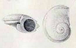 Image of Leucorhynchia tricarinata Melvill & Standen 1896