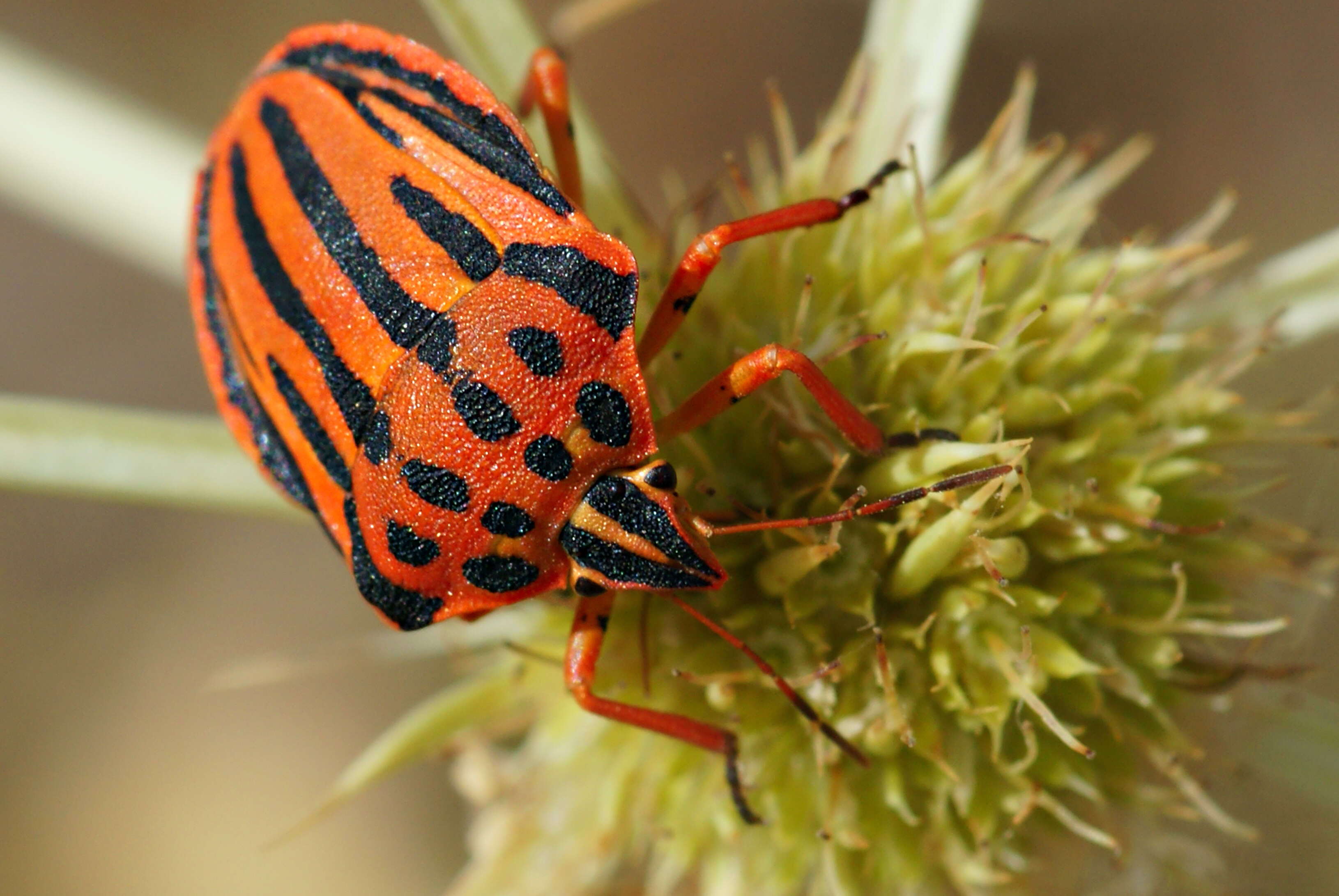 Image of <i>Graphosoma semipunctatum</i>