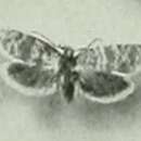 Isotrias joannisana Turati 1919的圖片