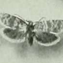 Image of Isotrias joannisana Turati 1919