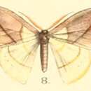 Image of Tridrepana postica Moore 1879