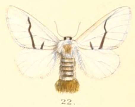 Image of Gazalina transversa Moore 1879