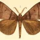 Image of Euproctis cervina Moore 1877