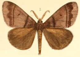 Image of Euproctis cervina Moore 1877